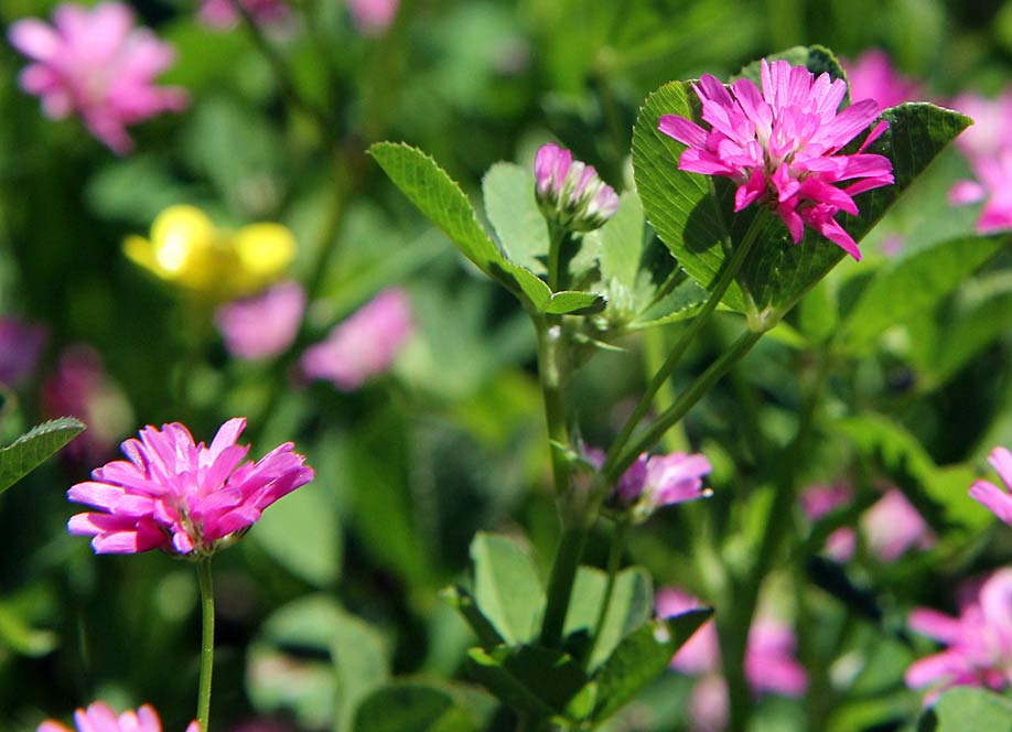 Image of Trifolium resupinatum specimen.