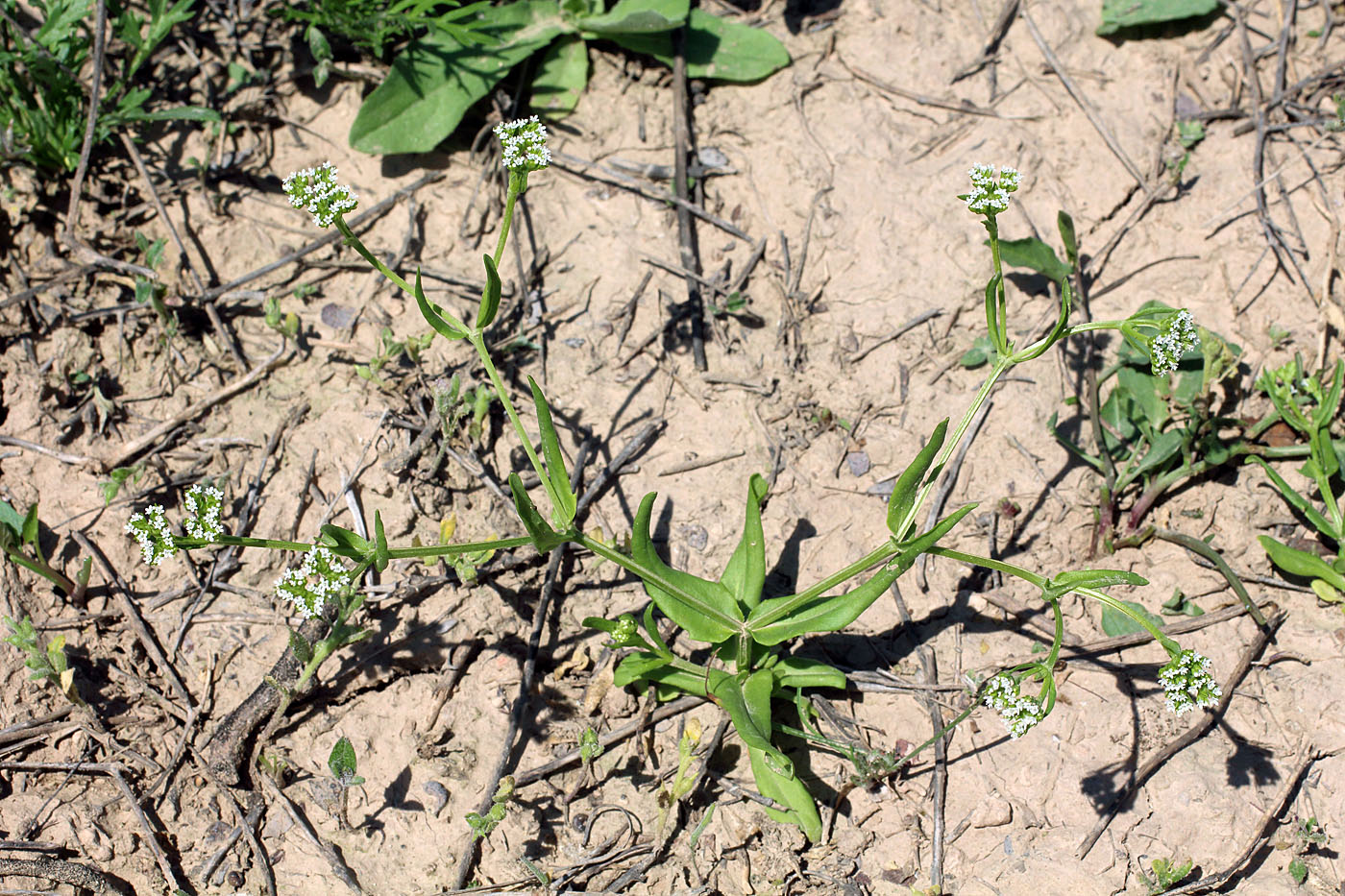 Image of Valerianella muricata specimen.