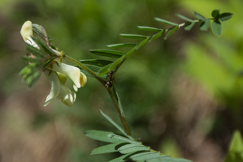 Image of Vicia abbreviata specimen.