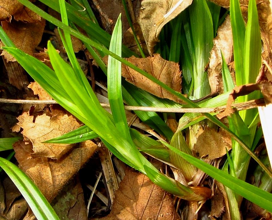 Image of genus Carex specimen.