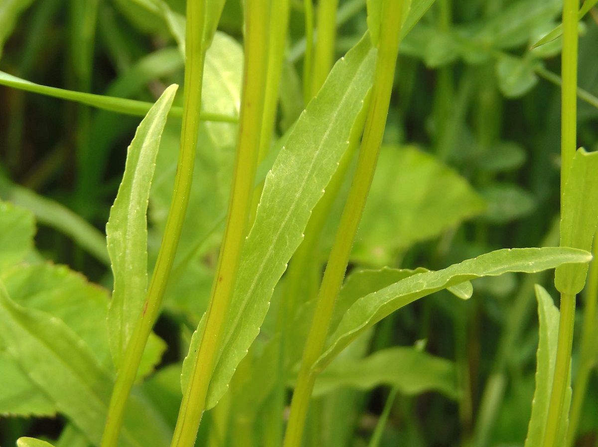 Image of Campanula patula specimen.