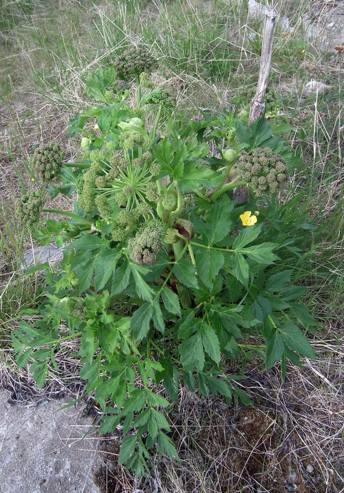 Image of Archangelica officinalis specimen.