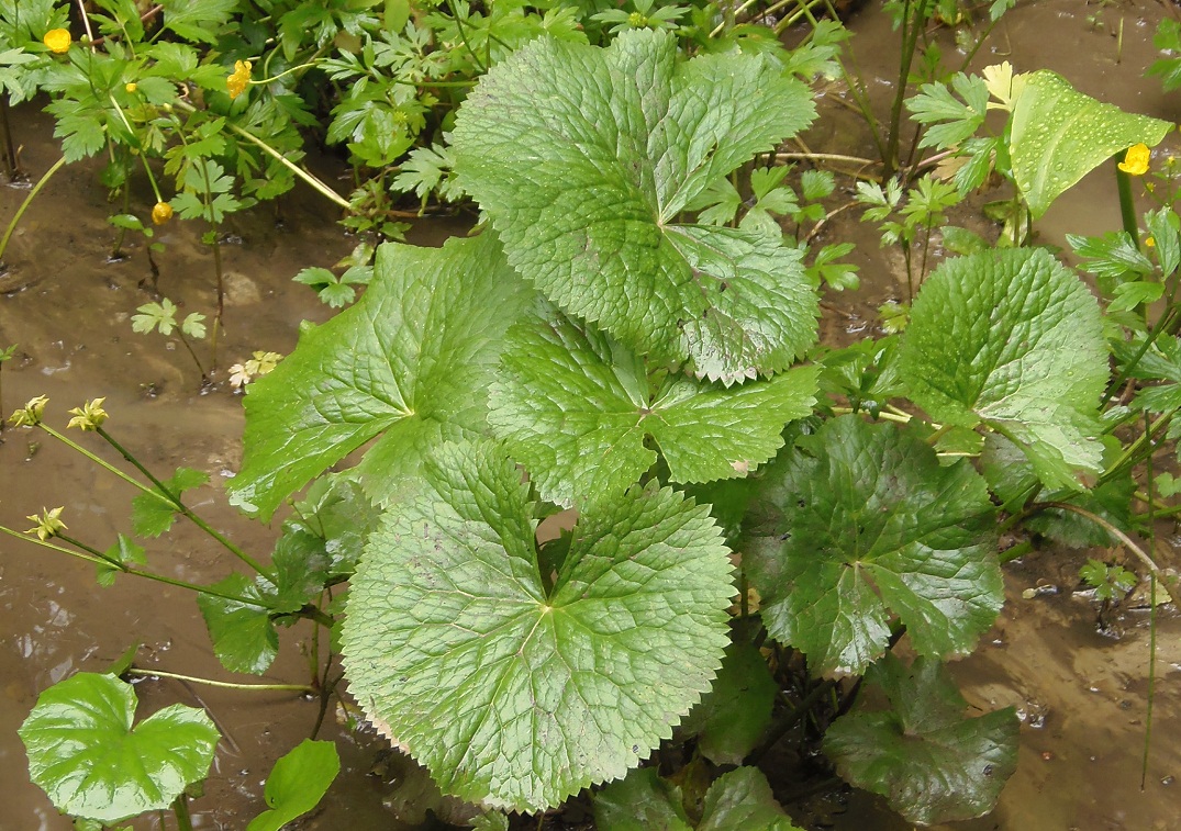 Image of Caltha palustris specimen.