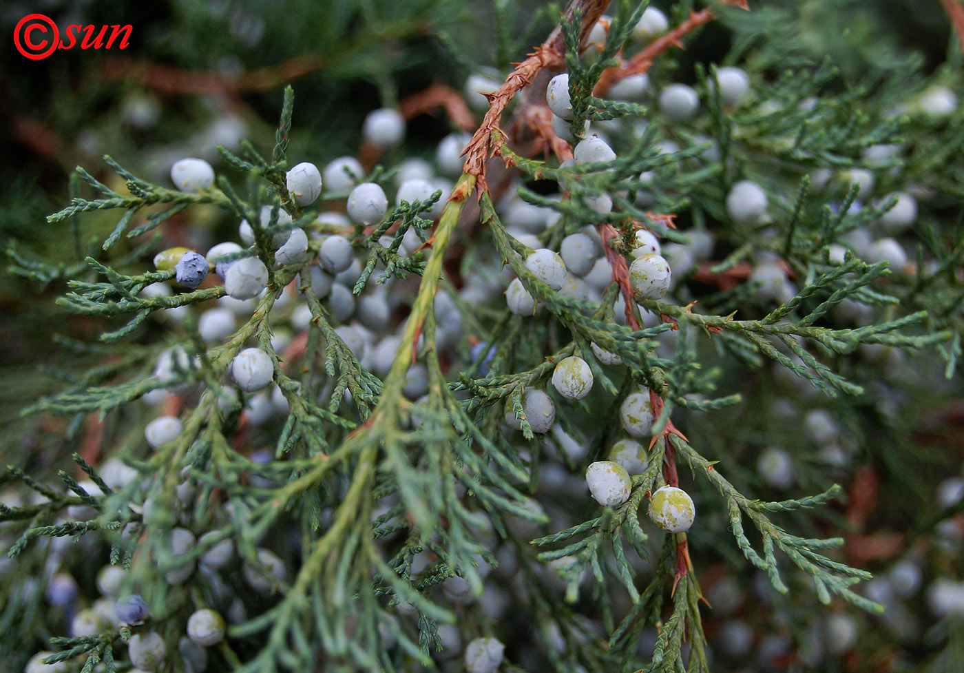 Изображение особи Juniperus virginiana.