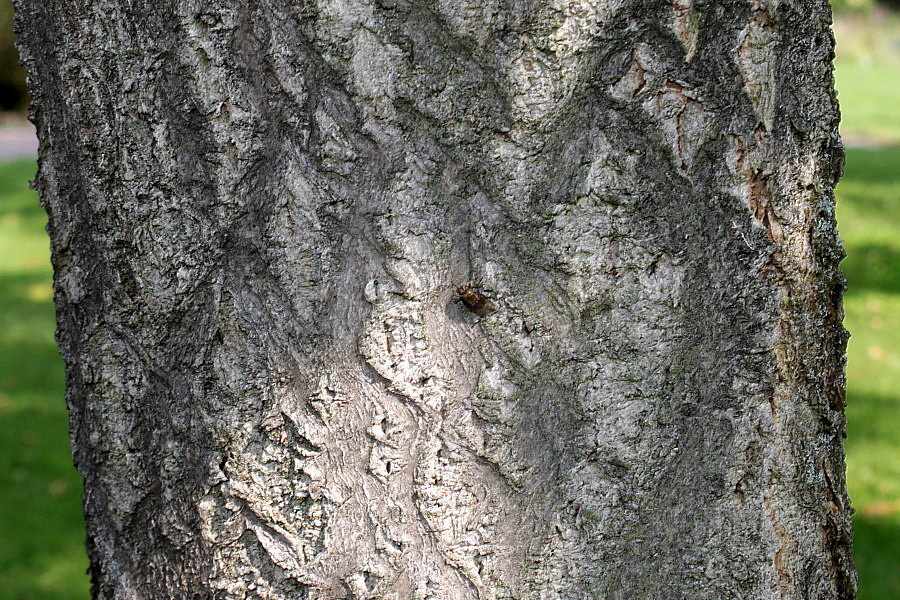 Image of Phellodendron japonicum specimen.