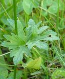 genus Ranunculus