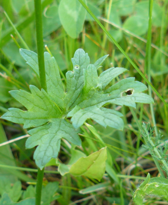 Image of genus Ranunculus specimen.