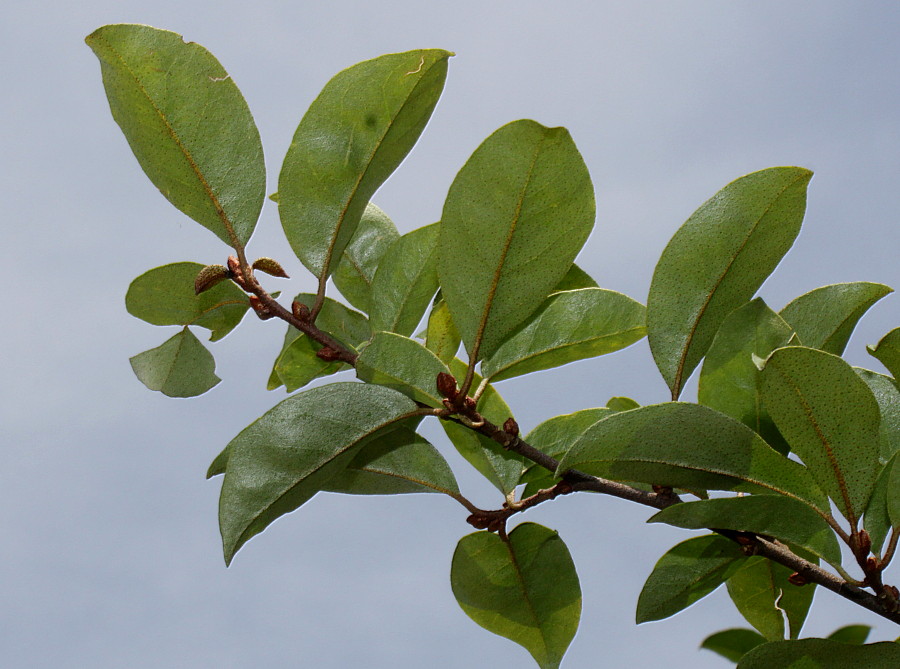 Image of Elaeagnus multiflora specimen.