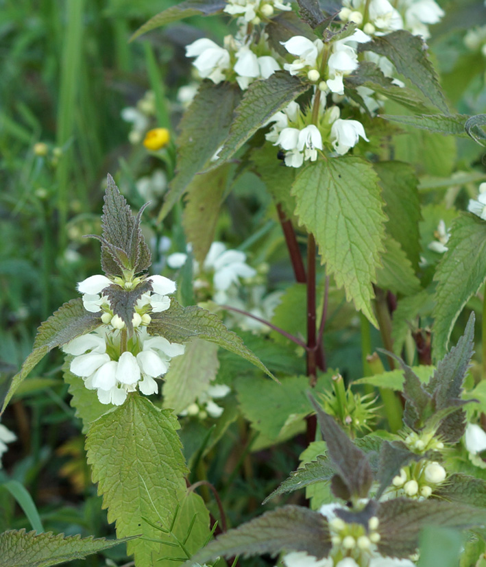 Image of Lamium album specimen.