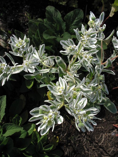 Image of Euphorbia marginata specimen.