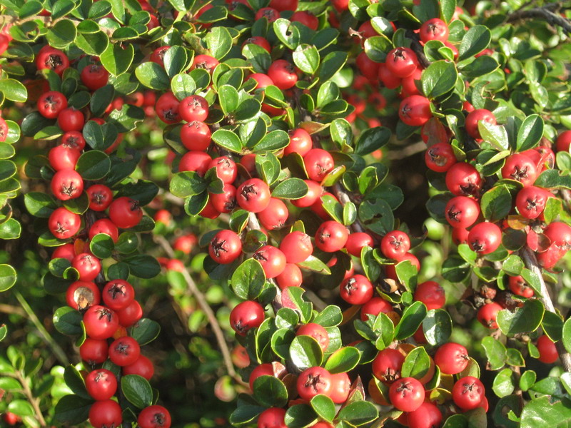 Изображение особи Cotoneaster horizontalis.