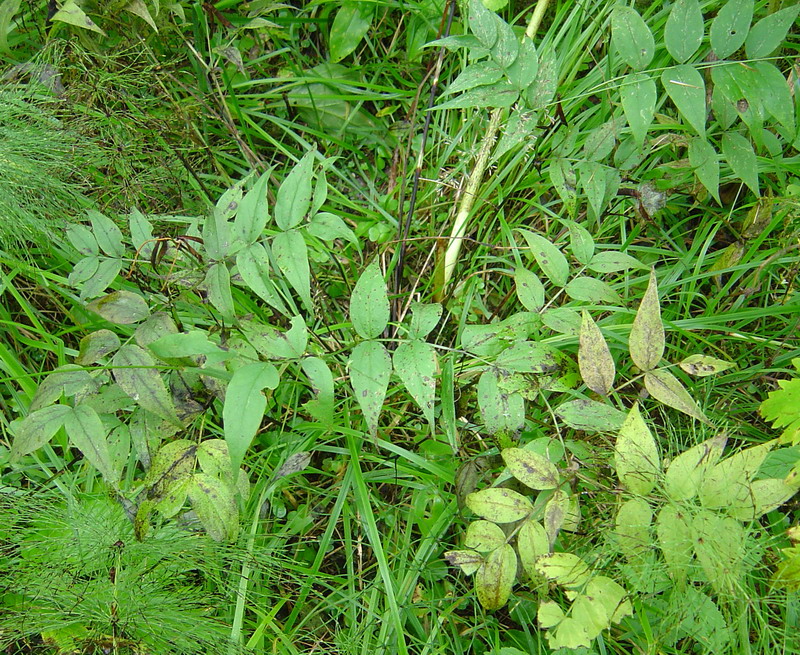 Image of Lathyrus vernus specimen.