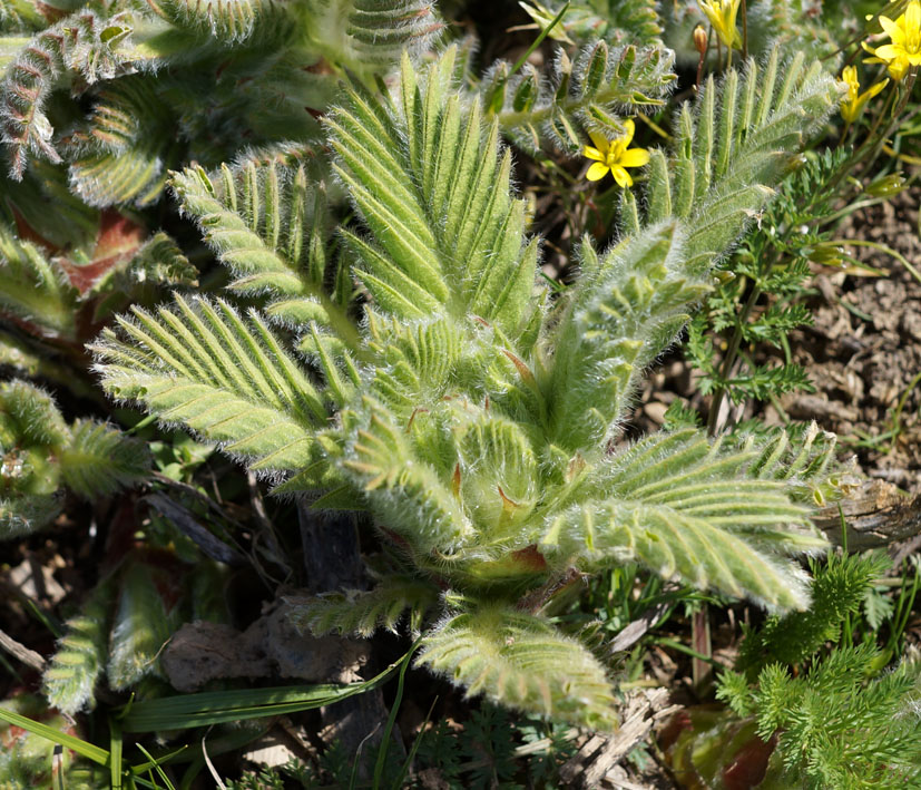 Изображение особи Astragalus sieversianus.