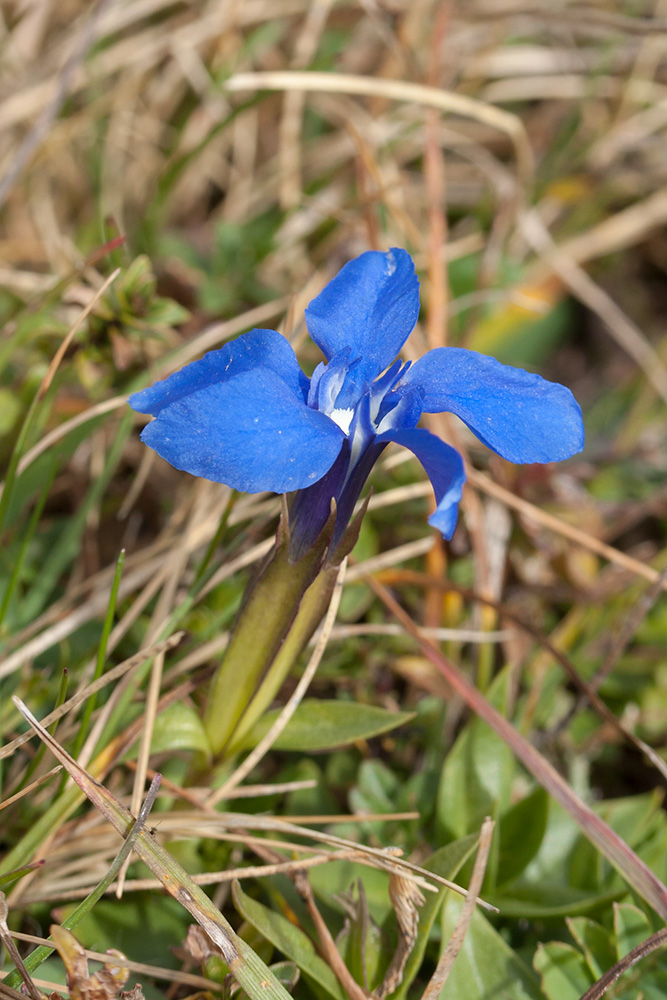 Image of Gentiana verna specimen.