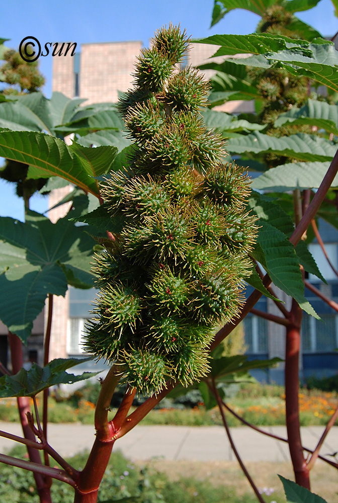 Изображение особи Ricinus communis.