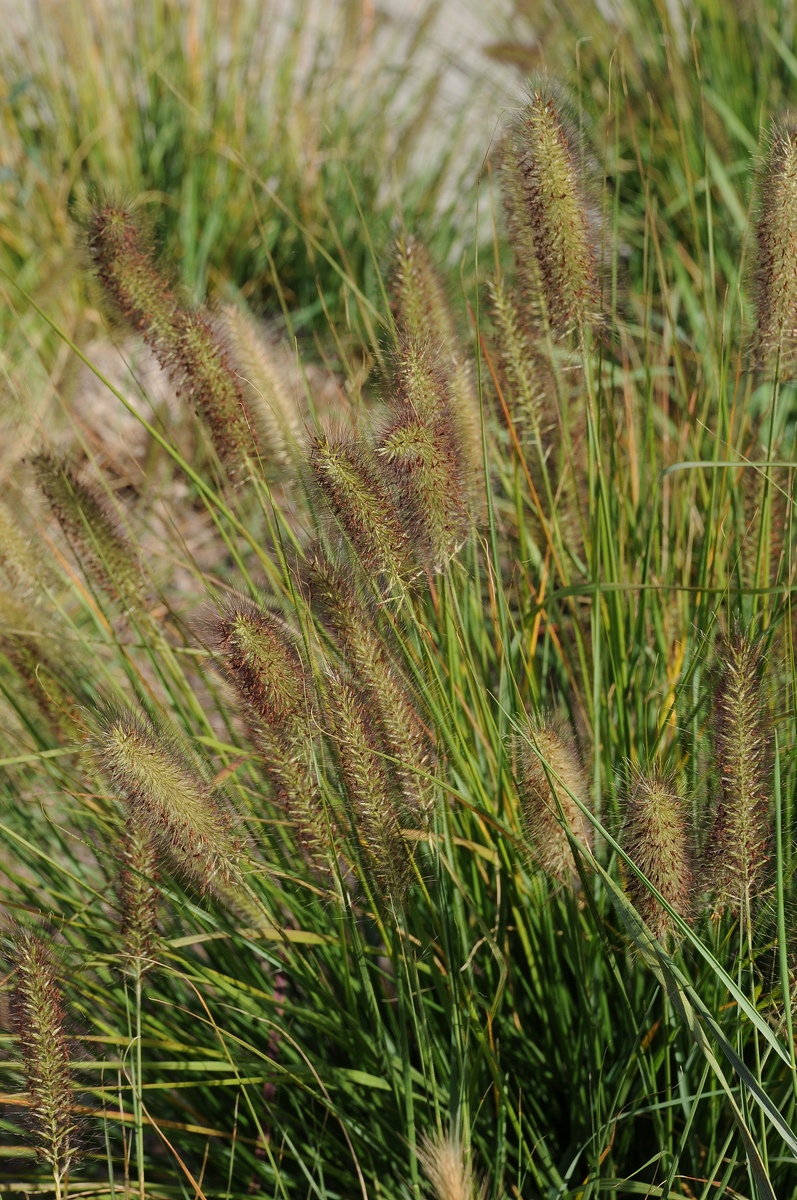 Image of Pennisetum setaceum specimen.