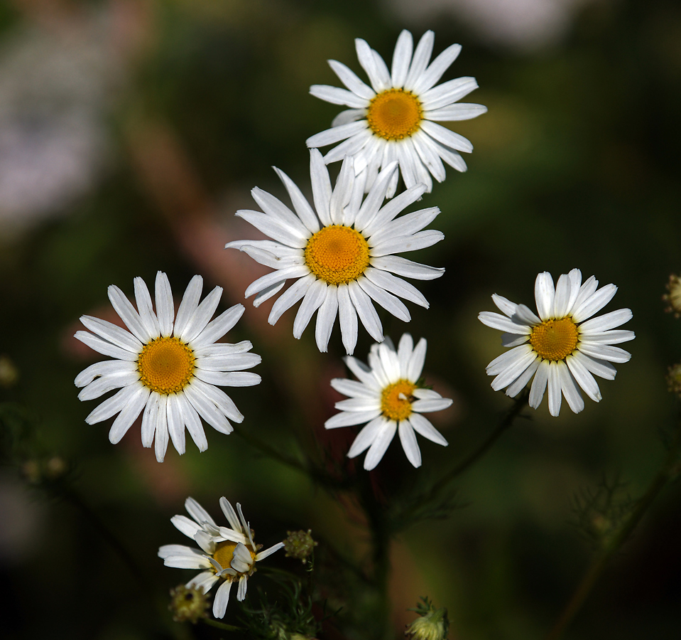 Изображение особи Tripleurospermum inodorum.