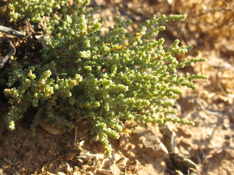 Image of Salsola nodulosa specimen.