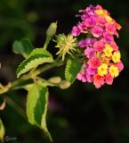 Lantana camara