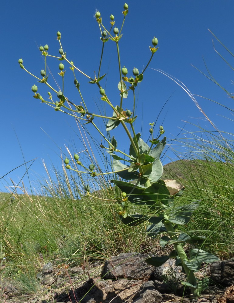 Image of Euphorbia blepharophylla specimen.