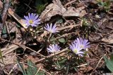 Anemone caucasica