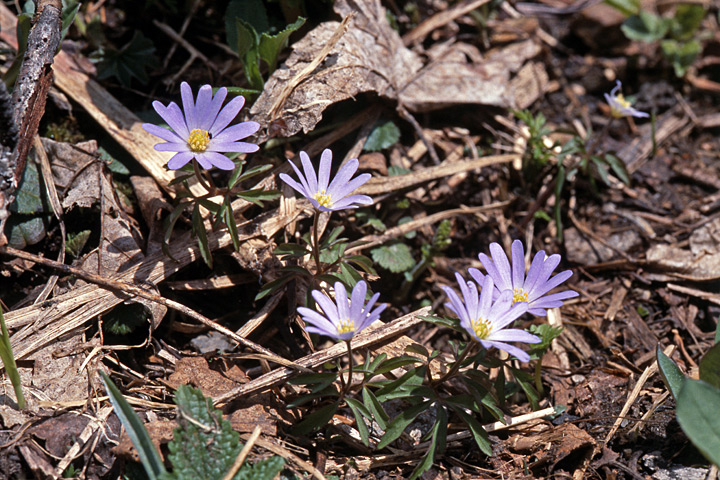 Image of Anemone caucasica specimen.