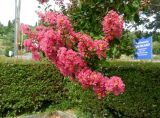 Lagerstroemia indica. Ветвь с соцветиями. Франция, Приморские Альпы, пригород Граса, парфюмерная фабрика Галимар (Galimard), в культуре. 22.07.2014.