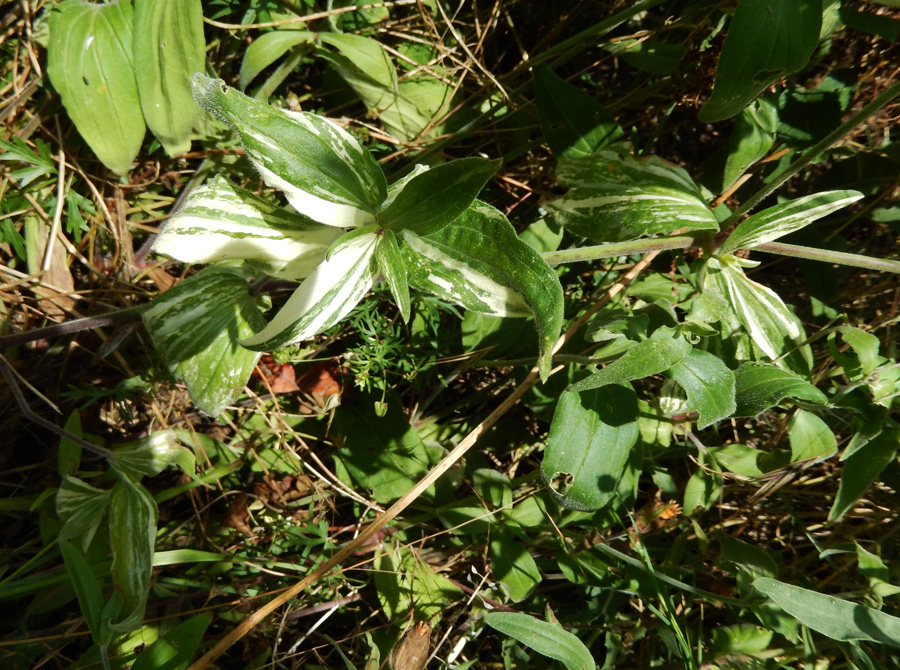 Изображение особи Melandrium latifolium.