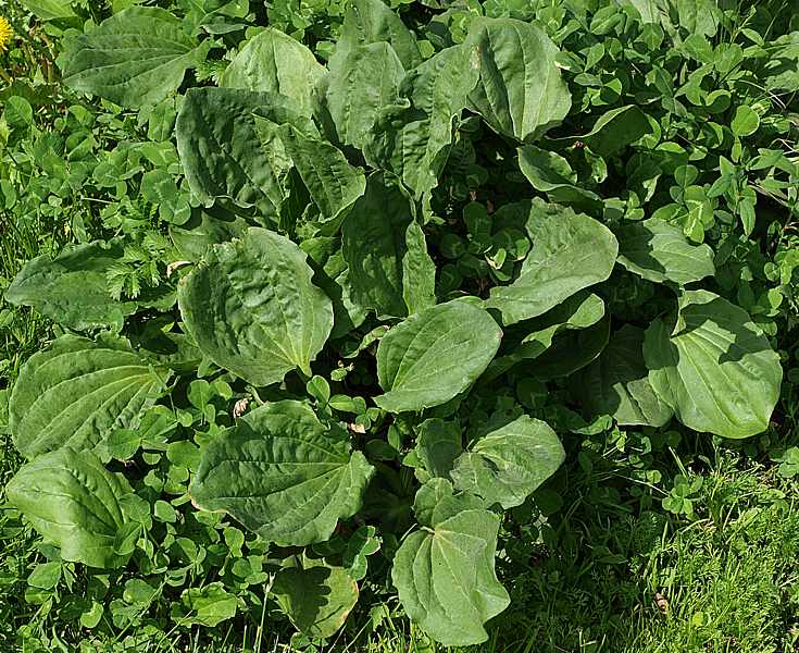 Image of Plantago major specimen.