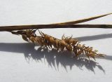 Carex pamirica ssp. dichroa