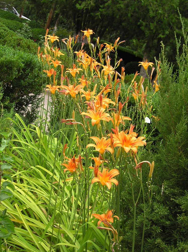 Image of Hemerocallis fulva specimen.