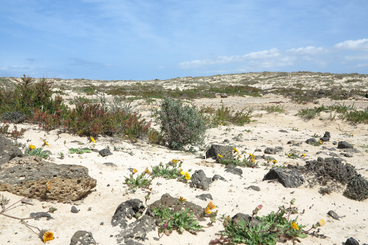 Image of Salsola divaricata specimen.