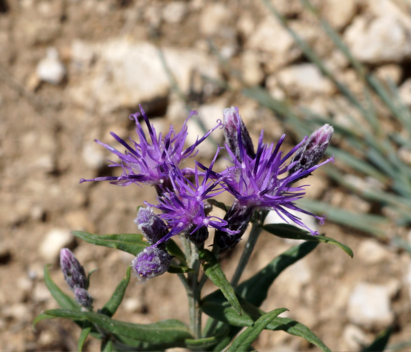 Изображение особи Saussurea salicifolia.