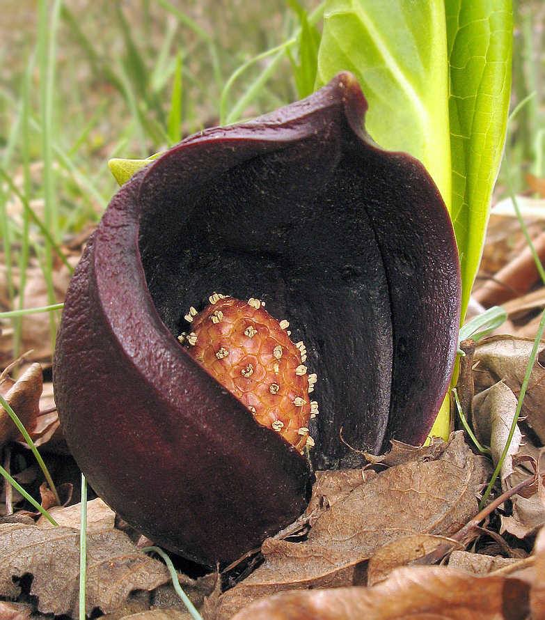 Image of Symplocarpus renifolius specimen.