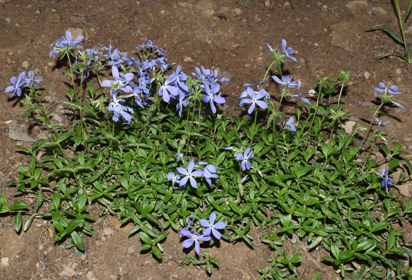 Image of Phlox divaricata specimen.