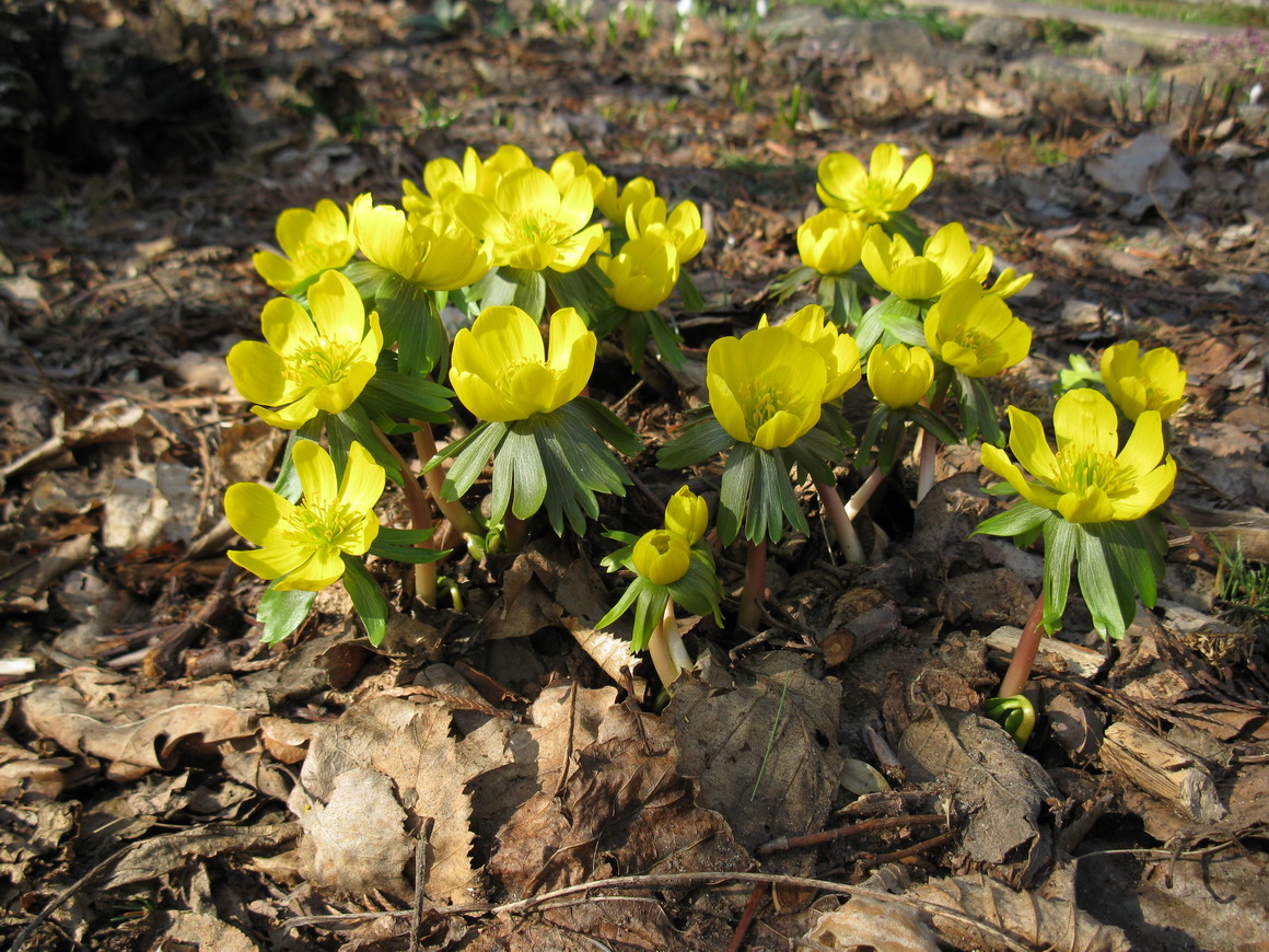 Image of Eranthis hyemalis specimen.