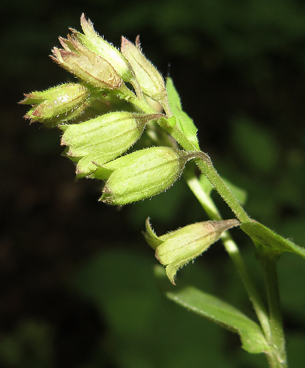 Изображение особи Pulmonaria obscura.