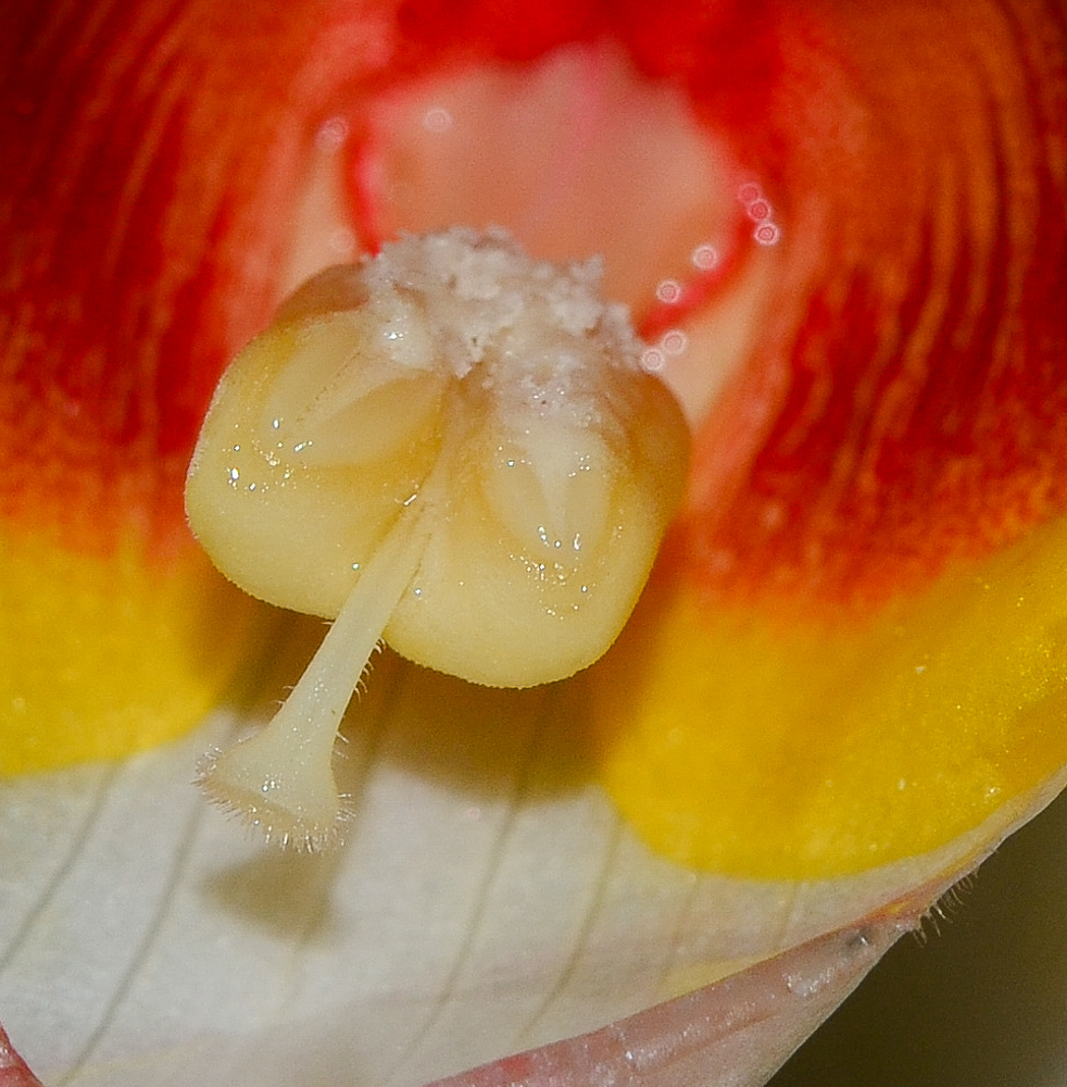 Image of Alpinia zerumbet specimen.