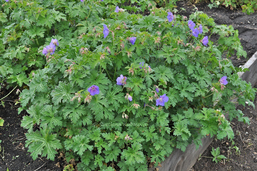 Image of Geranium himalayense specimen.