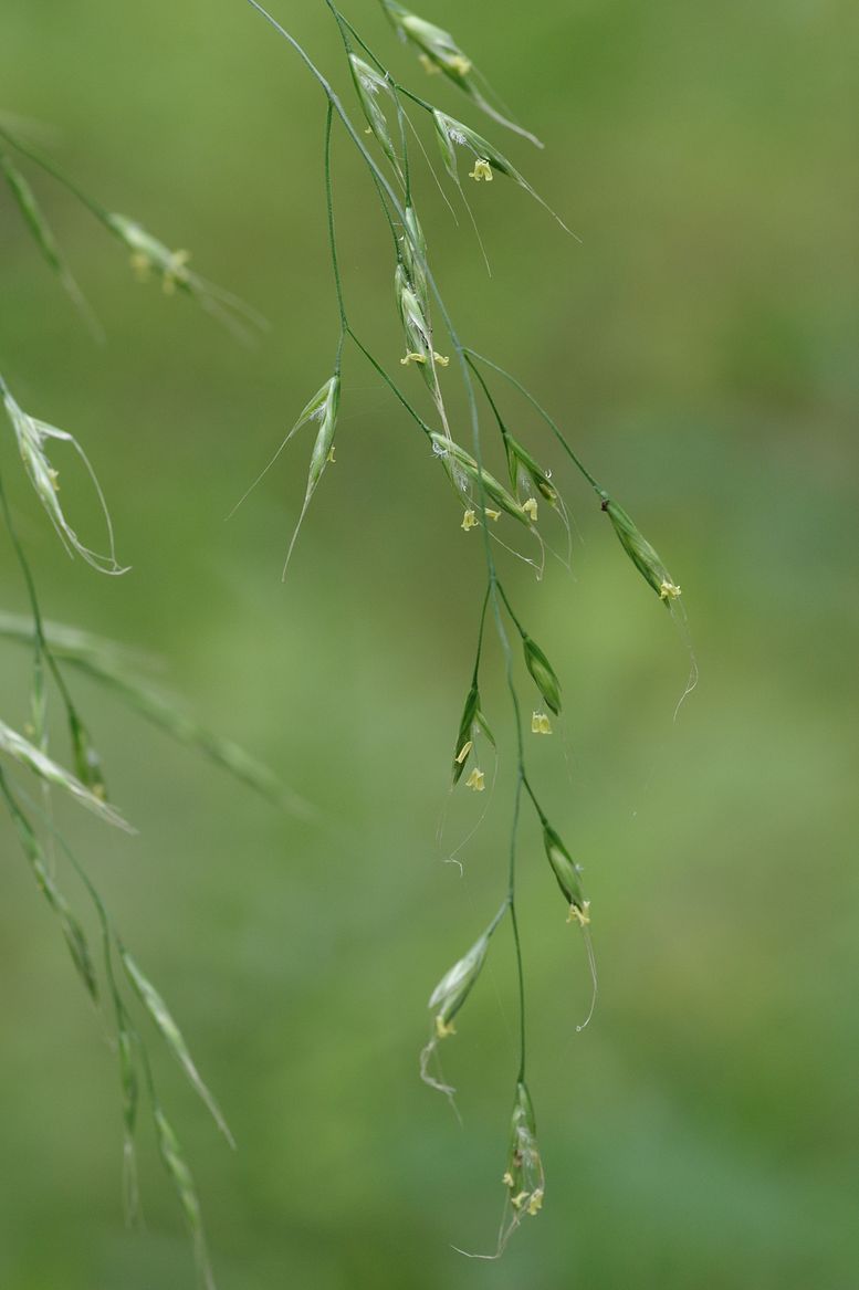 Image of Festuca gigantea specimen.