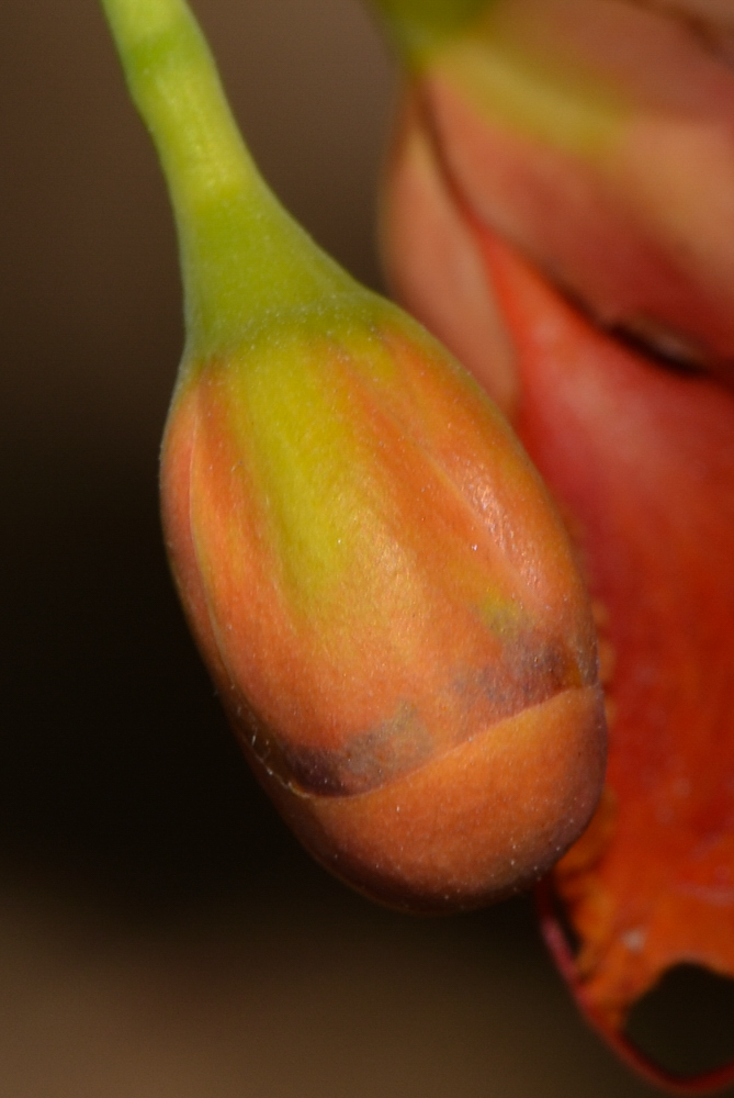 Image of Caesalpinia pulcherrima specimen.