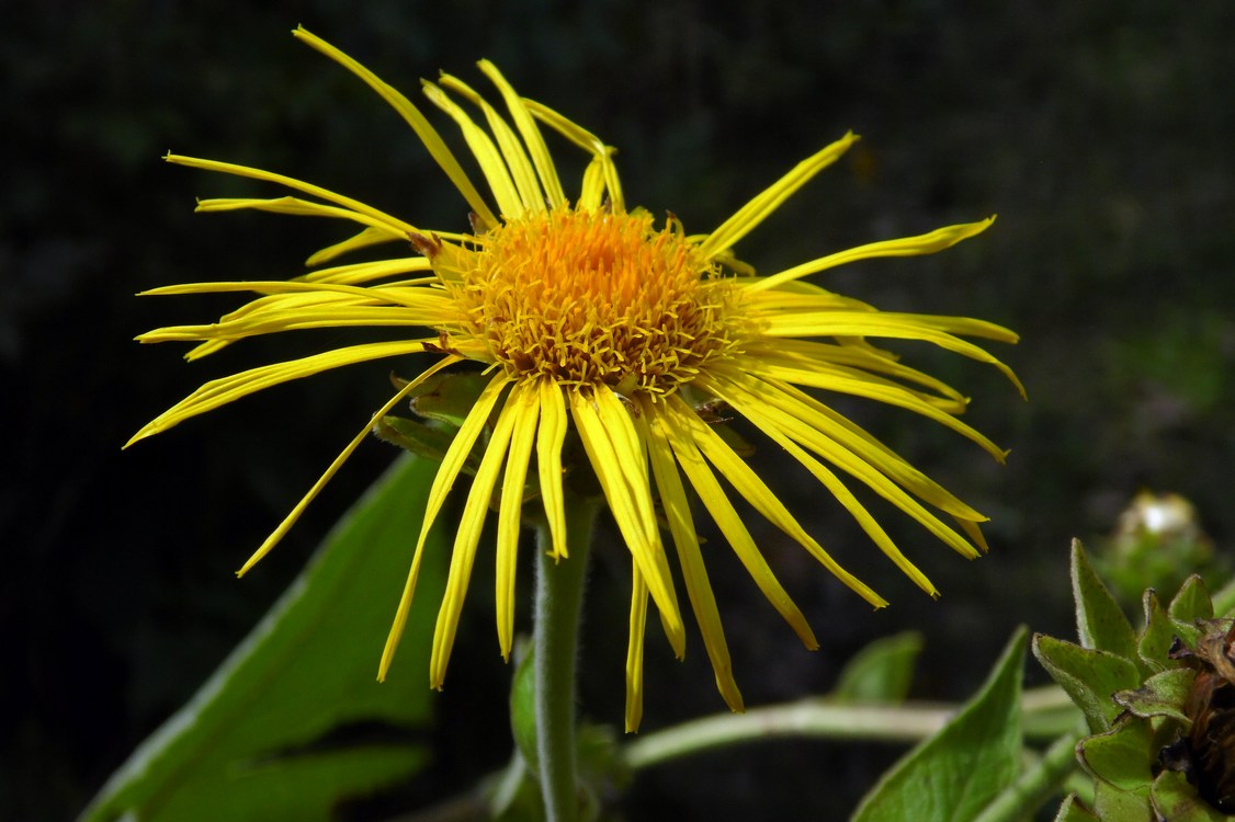 Изображение особи Inula helenium.