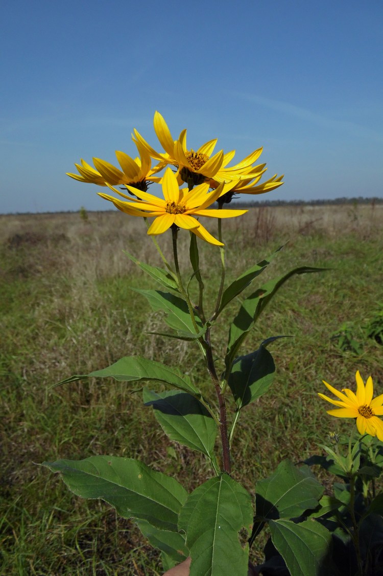 Image of Helianthus tuberosus specimen.