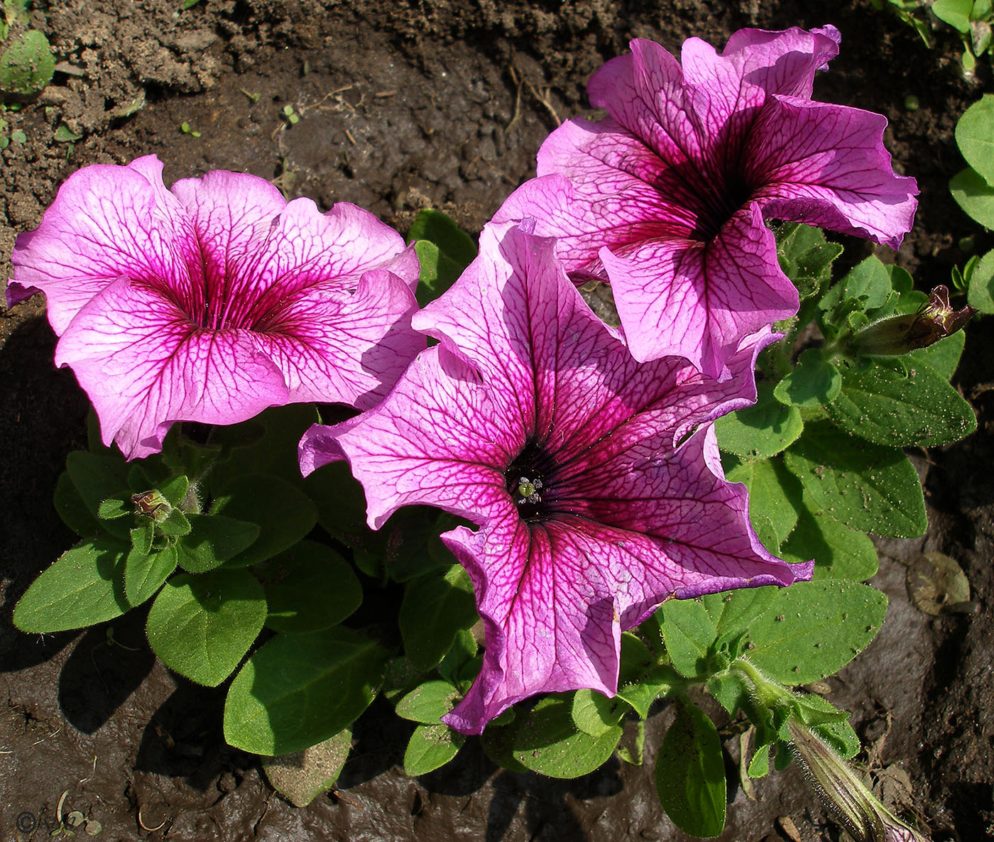 Image of Petunia &times; hybrida specimen.