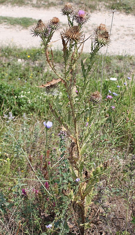 Image of Onopordum tauricum specimen.