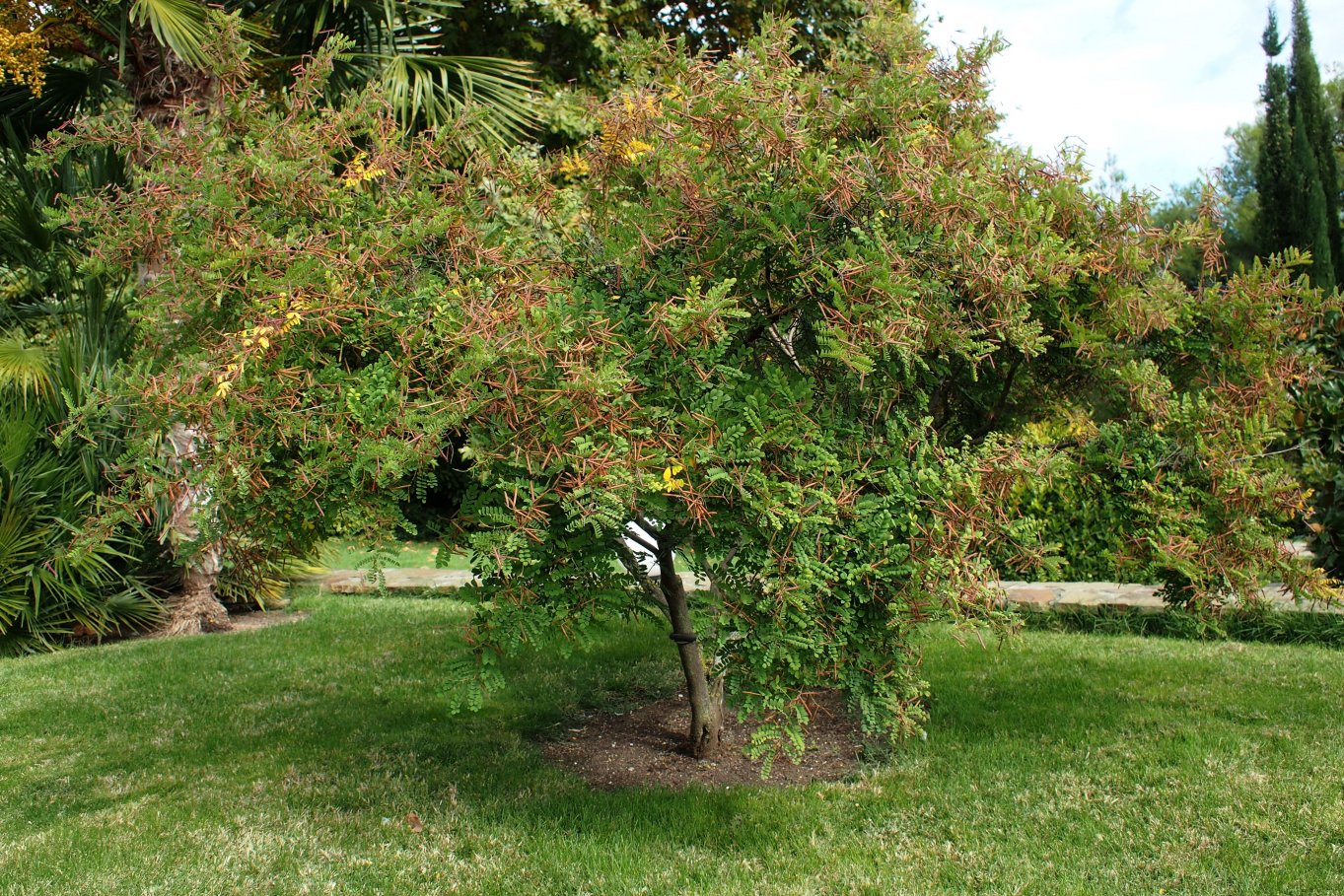 Image of Indigofera heterantha specimen.