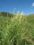 Astragalus pseudomacropterus