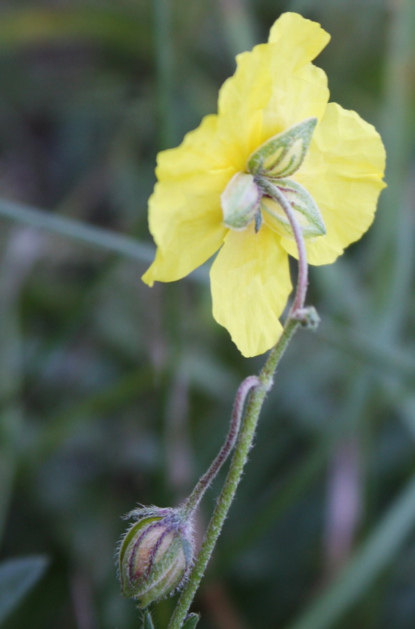 Изображение особи Helianthemum grandiflorum.