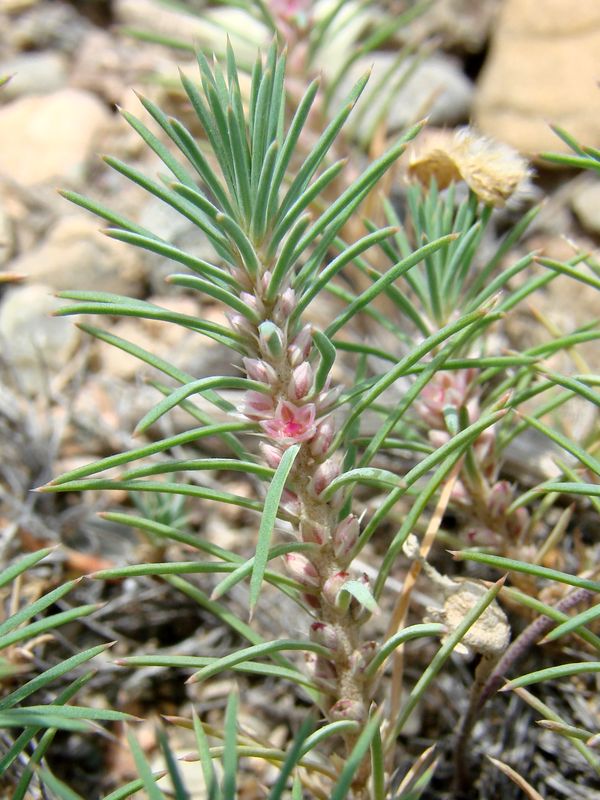 Изображение особи Polycnemum perenne.