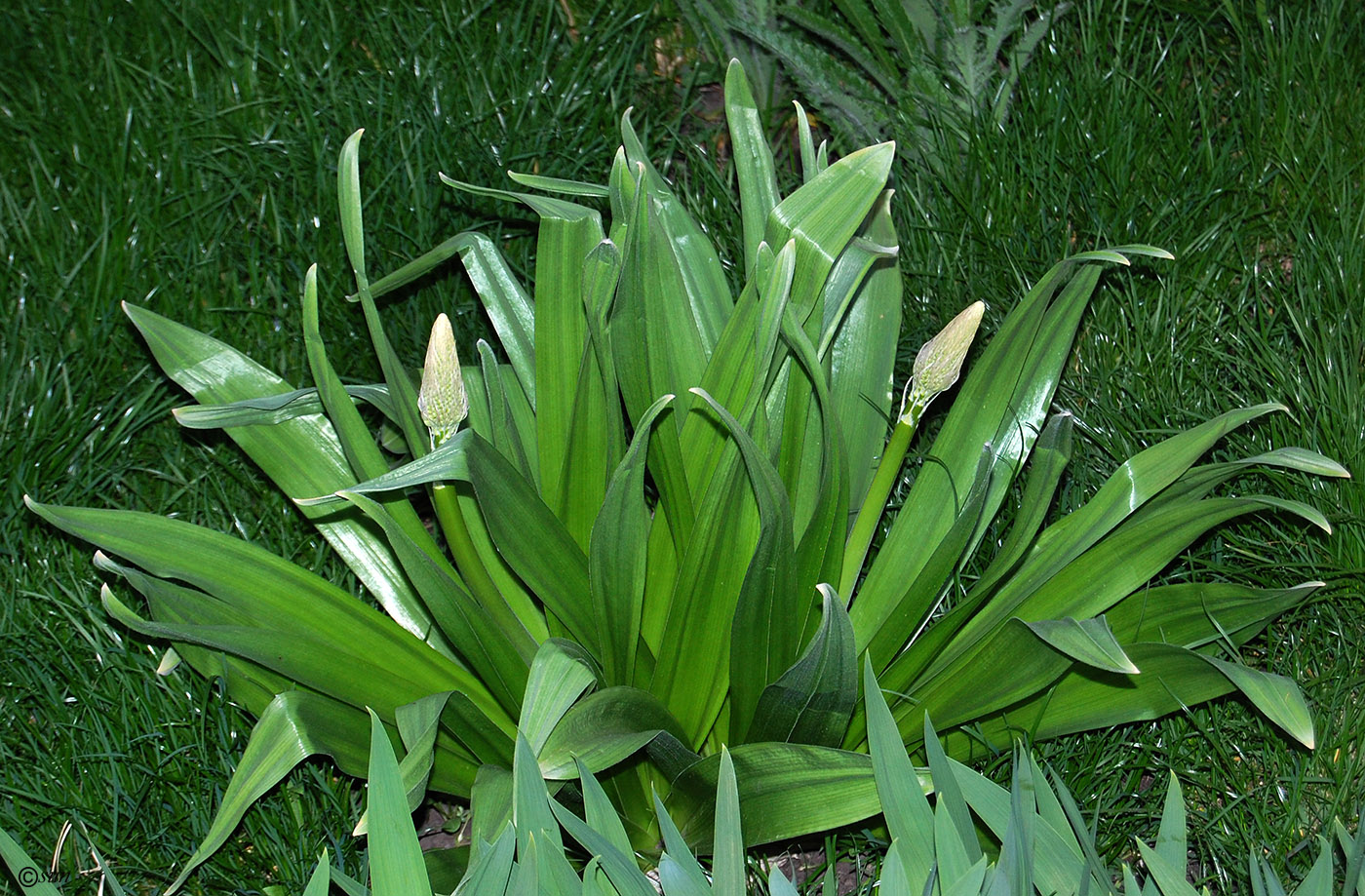 Image of Eremurus robustus specimen.